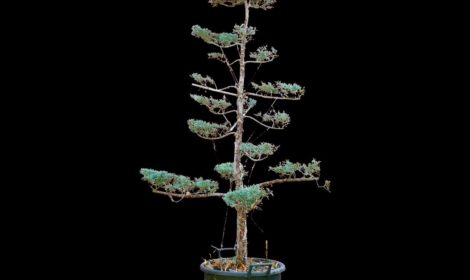 Cupressus Arizona – Cypres Arizona PBT3210